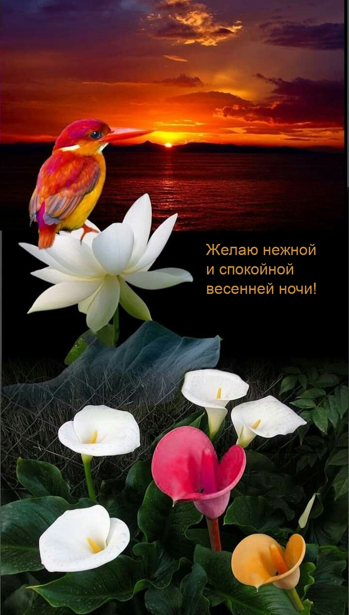 Желаю нежной и спокойной весенней ночи!
