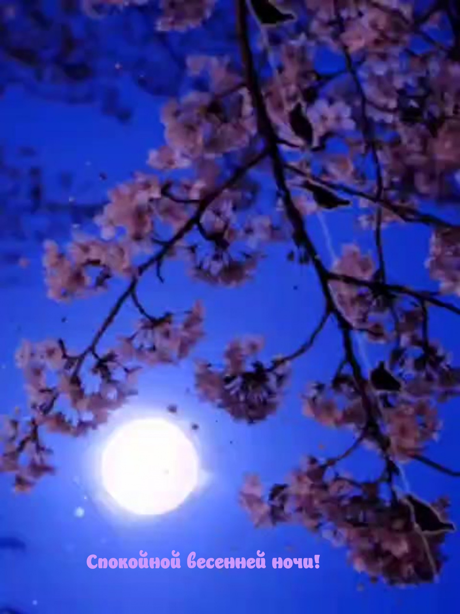 Спокойной весенней ночи!