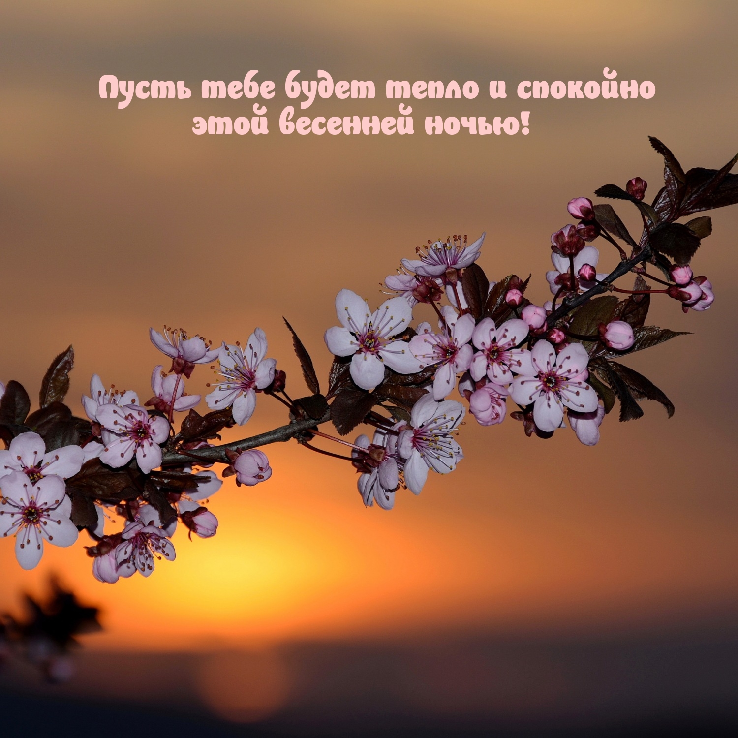 Пусть тебе будет тепло и спокойно этой весенней ночью!