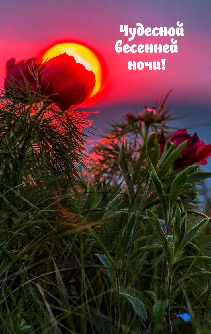 Чудесной весенней ночи!