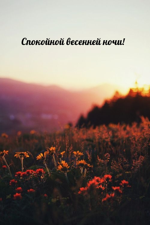 Спокойной весенней ночи!