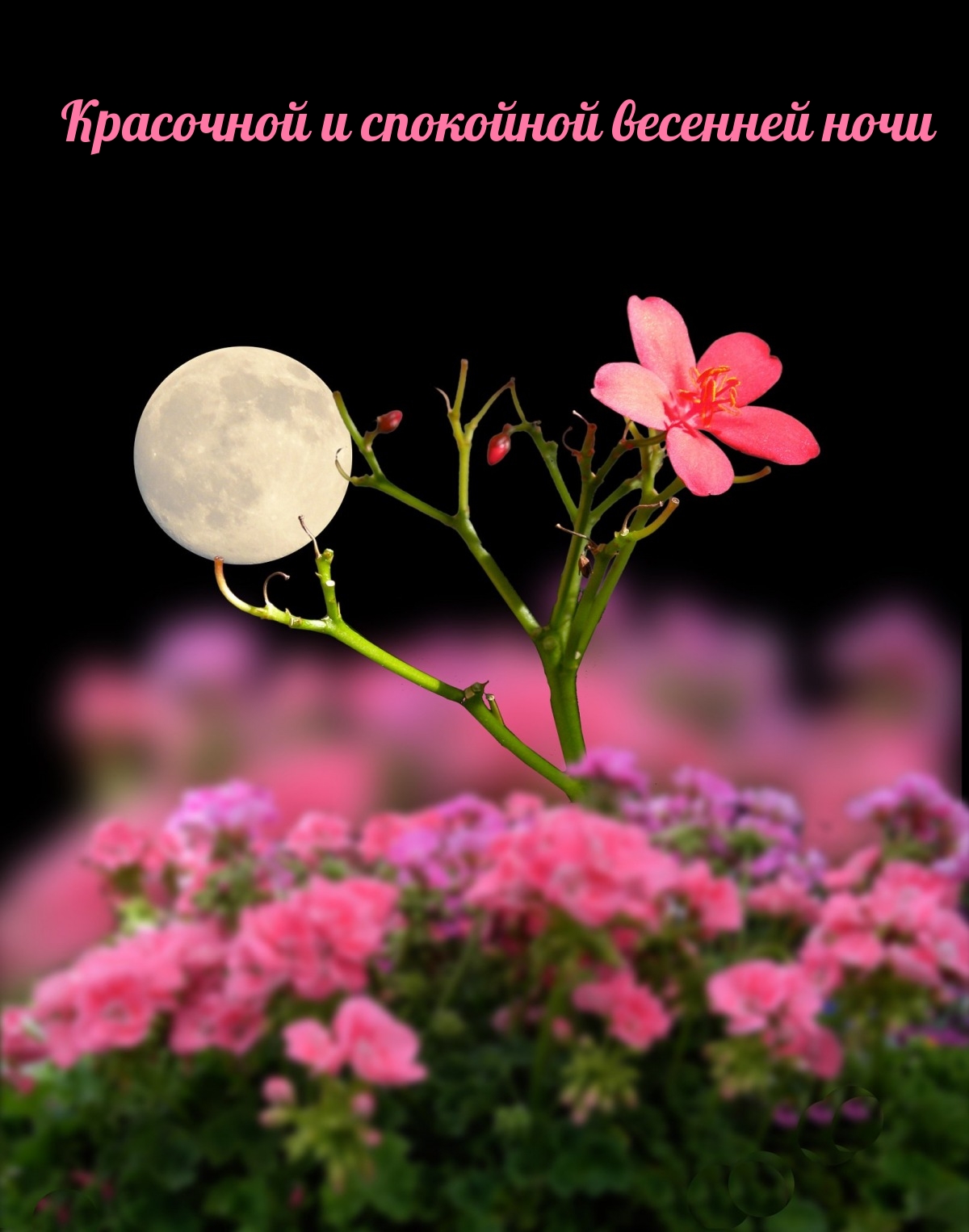 Красочной и спокойной весенней ночи