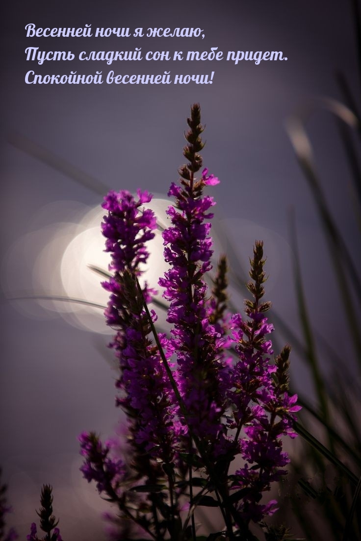 Весенней ночи я желаю, пусть сладкий сон к тебе придет.