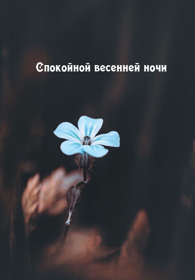 Спокойной весенней ночи