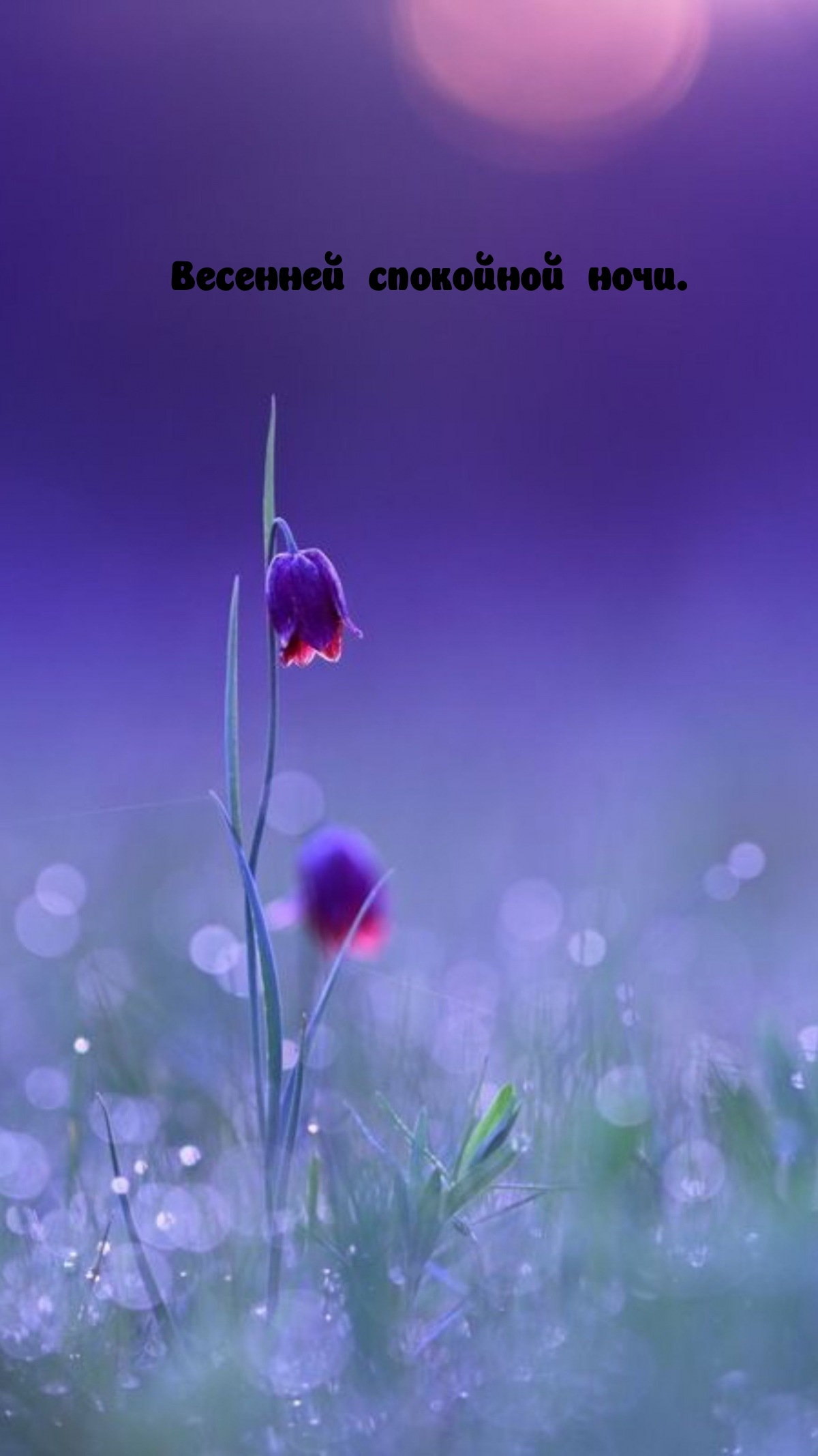 Весенней спокойной ночи.