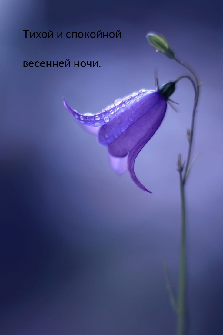 Тихой и спокойной весенней ночи.