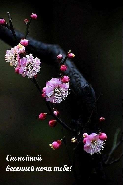 Спокойной весенней ночи тебе!