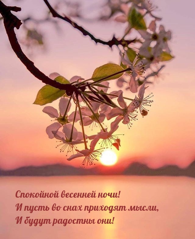Спокойной весенней ночи! И пусть во снах приходят мысли