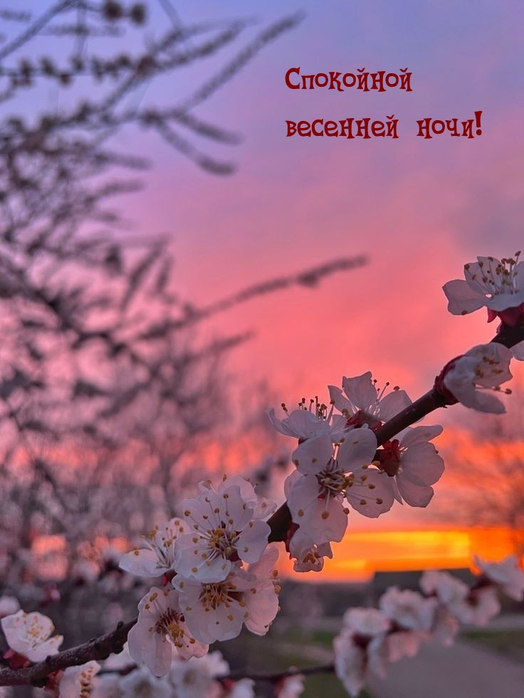 Спокойной весенней ночи!