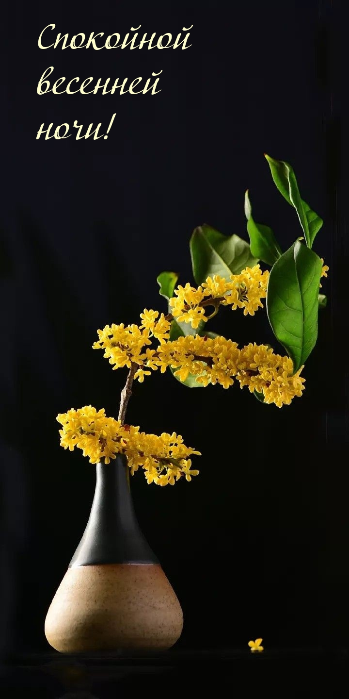 Спокойной весенней ночи!