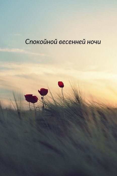 Спокойной весенней ночи