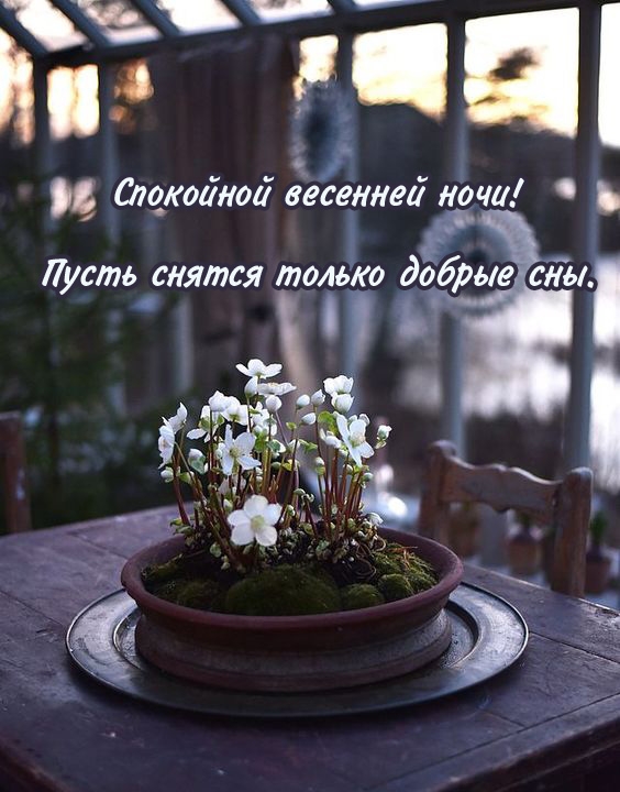Спокойной весенней ночи! Пусть снятся только добрые сны.