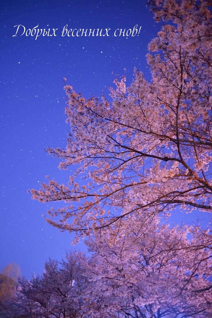 Добрых весенних снов!