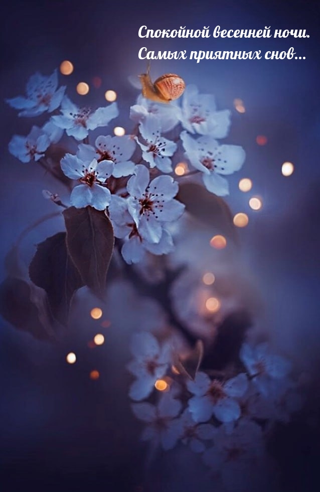 Спокойной весенней ночи. Самых приятных снов...