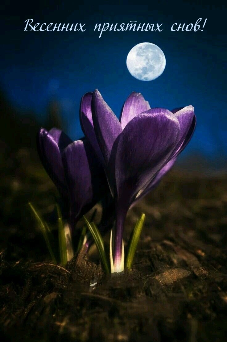 Весенних приятных снов!