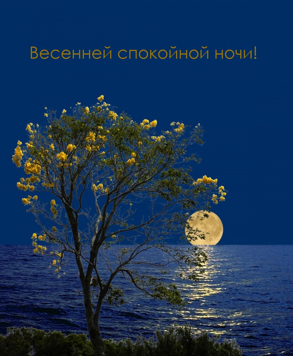 Весенней спокойной ночи!