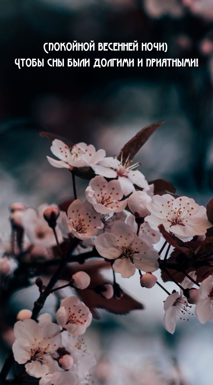 Спокойной весенней ночи) Чтобы сны были долгими и приятными!