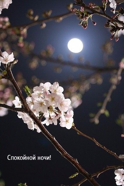Спокойной ночи!