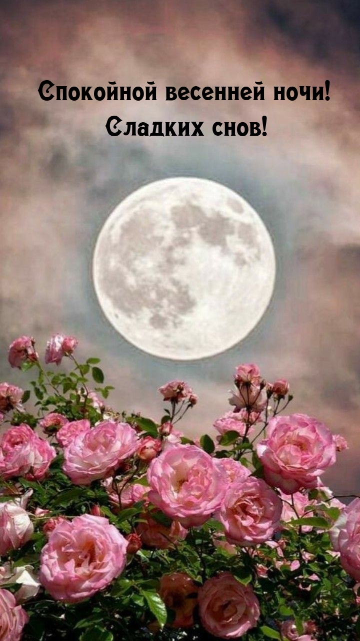 Спокойной весенней ночи! Сладких снов! 