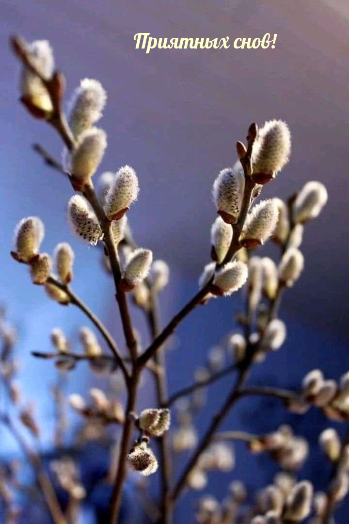 Приятных снов!