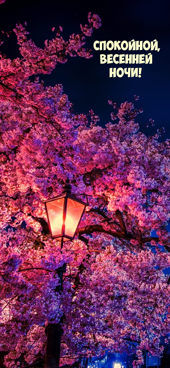 Спокойной, весенней ночи!