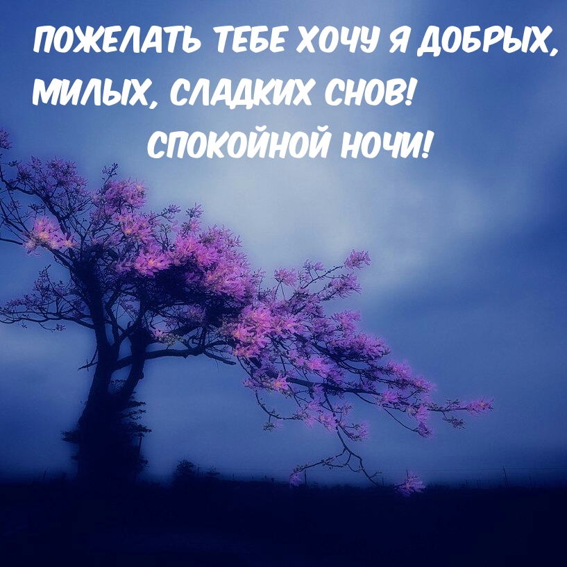 Пожелать тебе хочу я добрых, милых, сладких снов! Спокойной ночи!