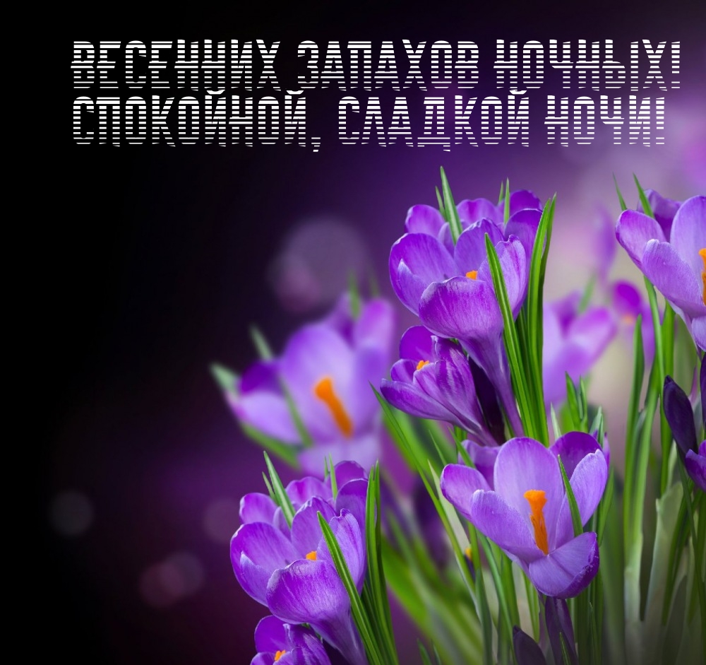 Весенних запахов ночных! Спокойной, сладкой ночи!