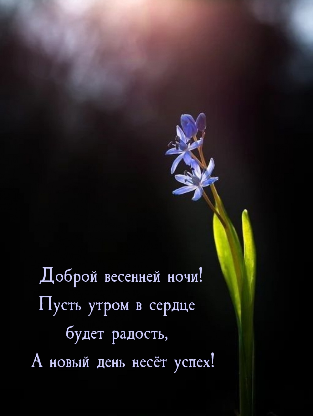 Доброй весенней ночи! Пусть утром в сердце будет радость