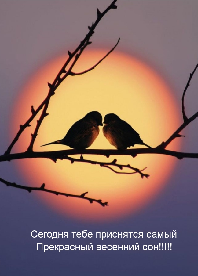 Сегодня тебе приснятся самый прекрасный весенний сон!