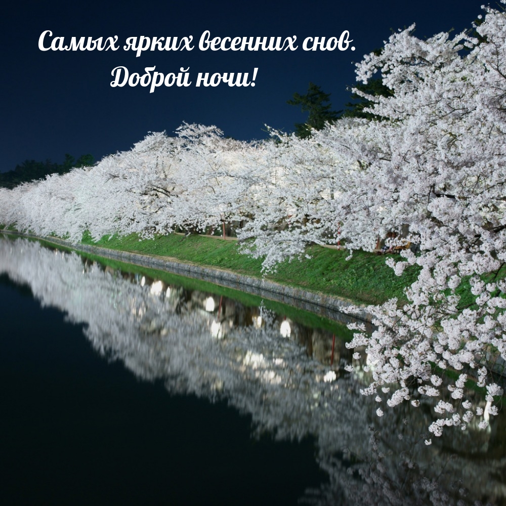 Самых ярких весенних снов. Доброй ночи!