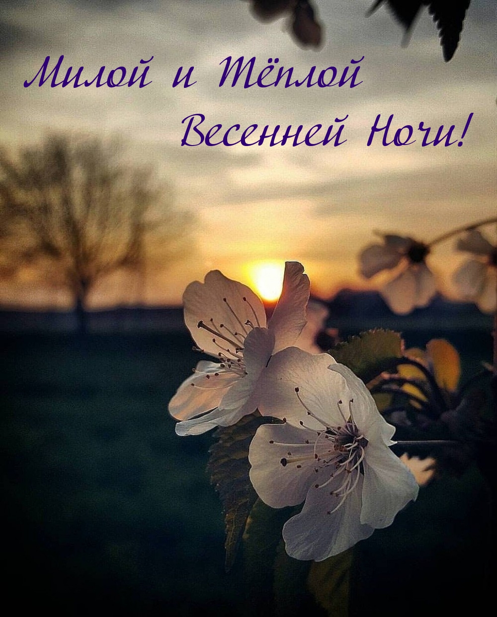 Милой и Тёплой Весенней Ночи!