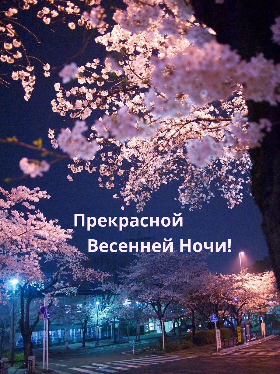 Прекрасной весенней ночи!