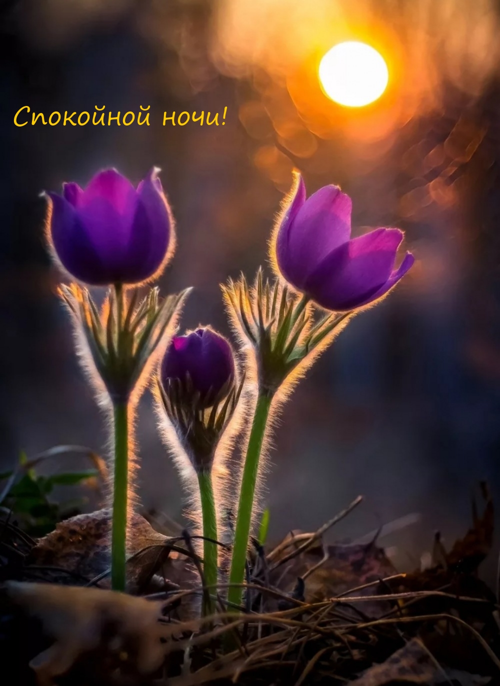 Спокойной ночи!