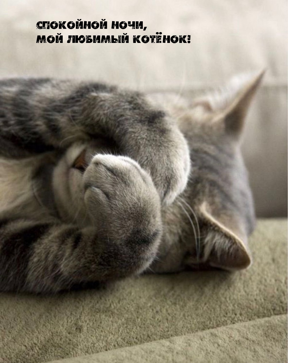 Спокойной ночи, мой любимый котёнок!