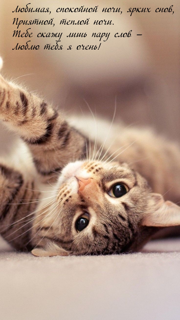 Любимая, спокойной ночи, ярких снов, приятной, теплой ночи.