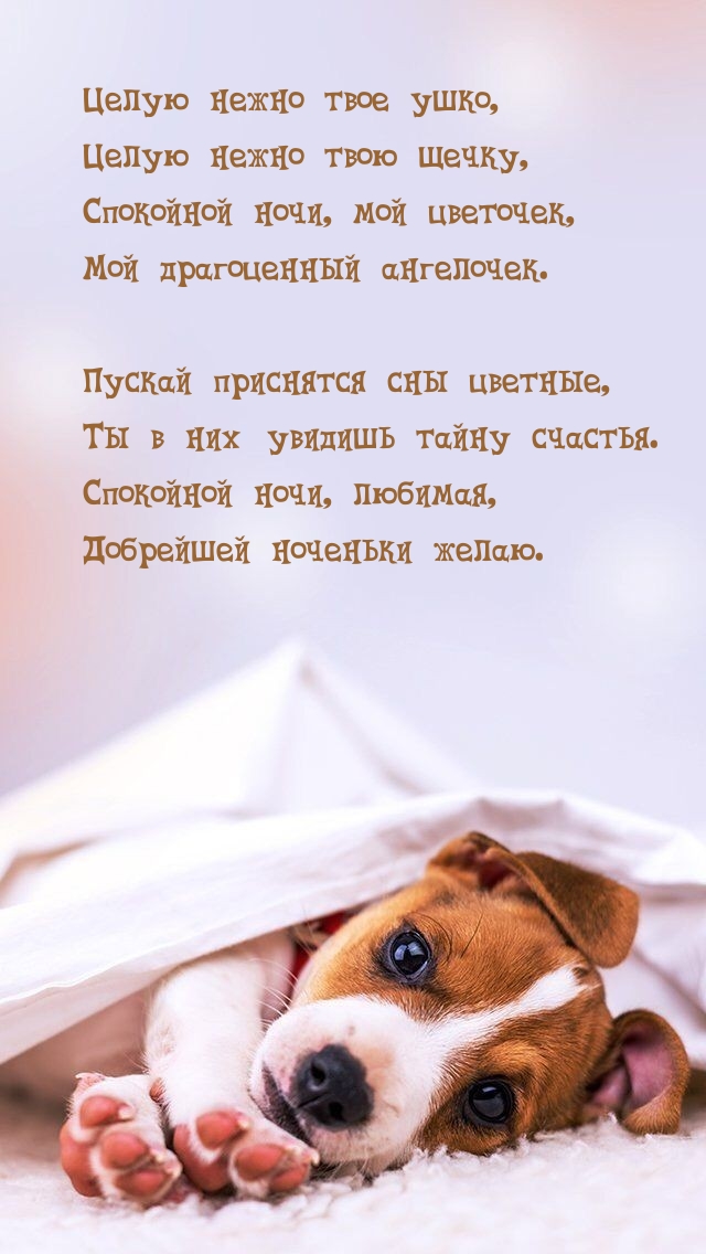 Спокойной ночи, любимая, добрейшей ноченьки желаю.