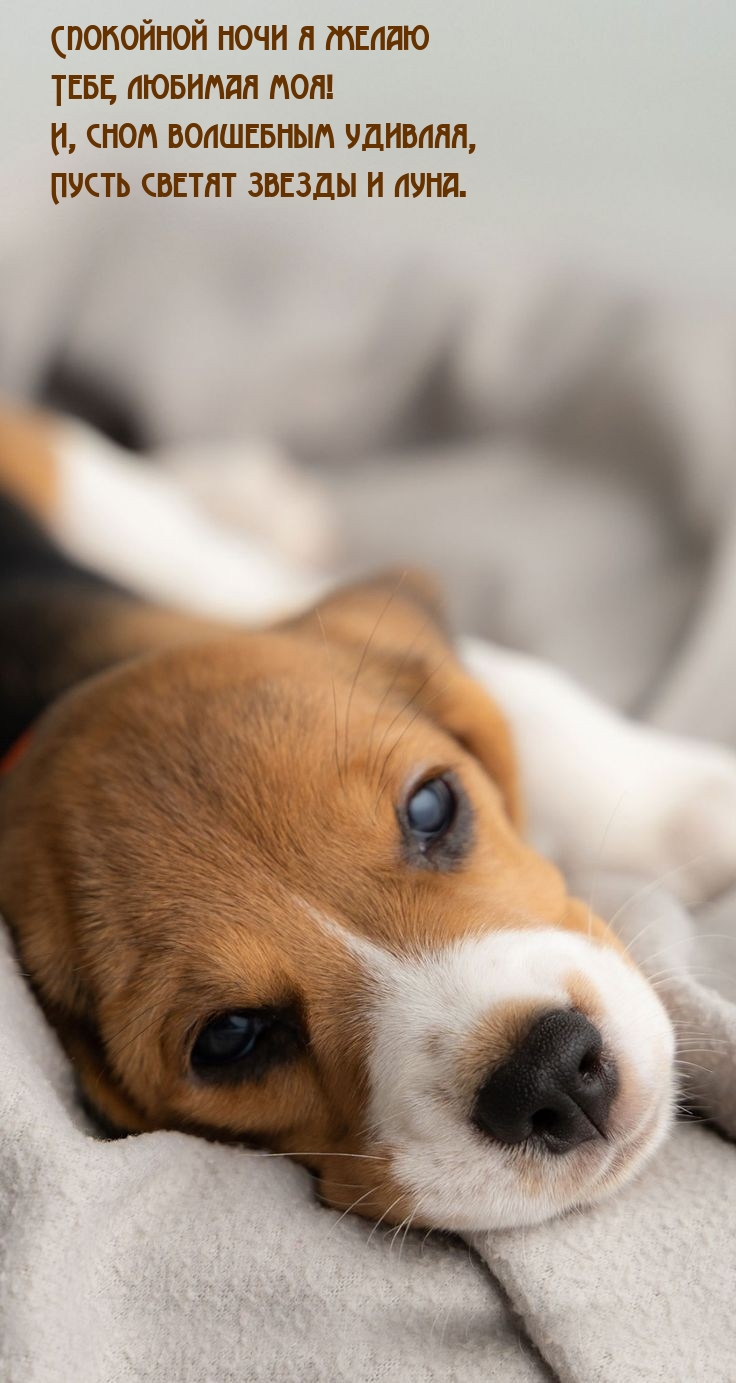 Спокойной ночи я желаю тебе, любимая моя!