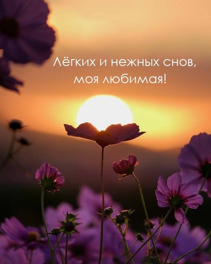 Лёгких и нежных снов, моя любимая!