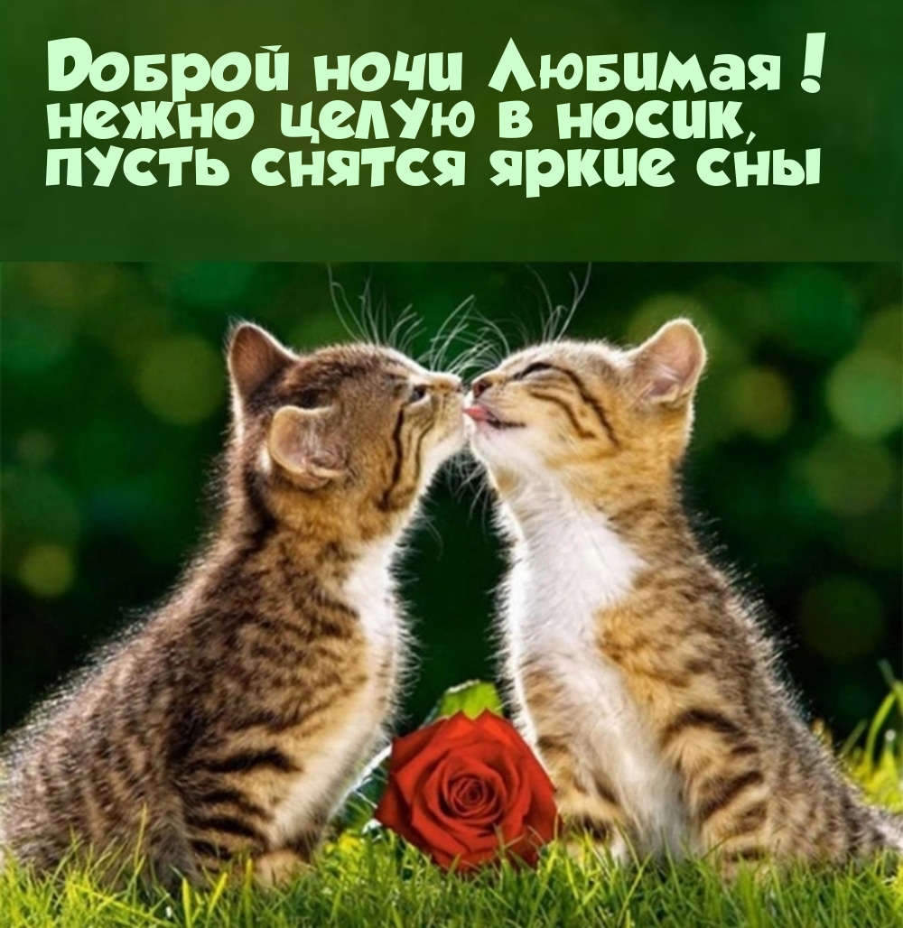 Доброй ночи Любимая! Нежно целую в носик