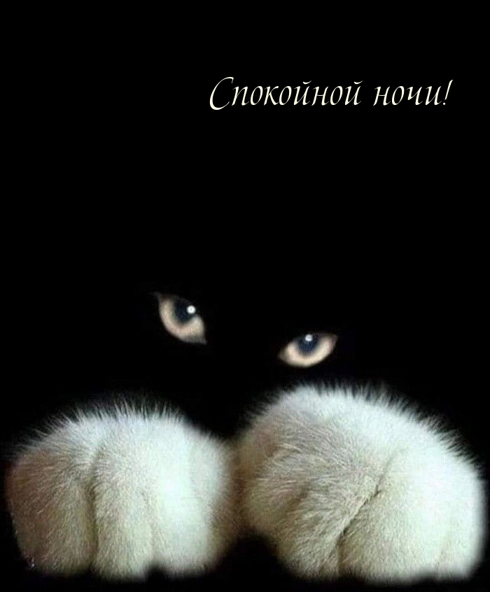 Спокойной ночи!