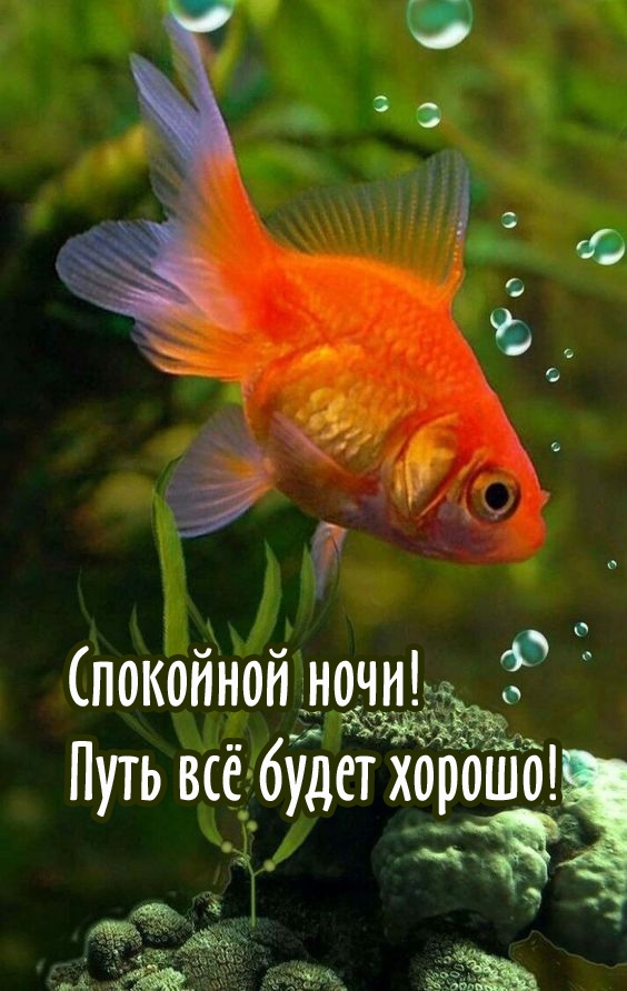 Спокойной ночи! Путь всё будет хорошо!