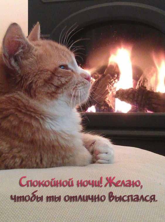 Спокойной ночи! Желаю, чтобы ты отлично выспался.