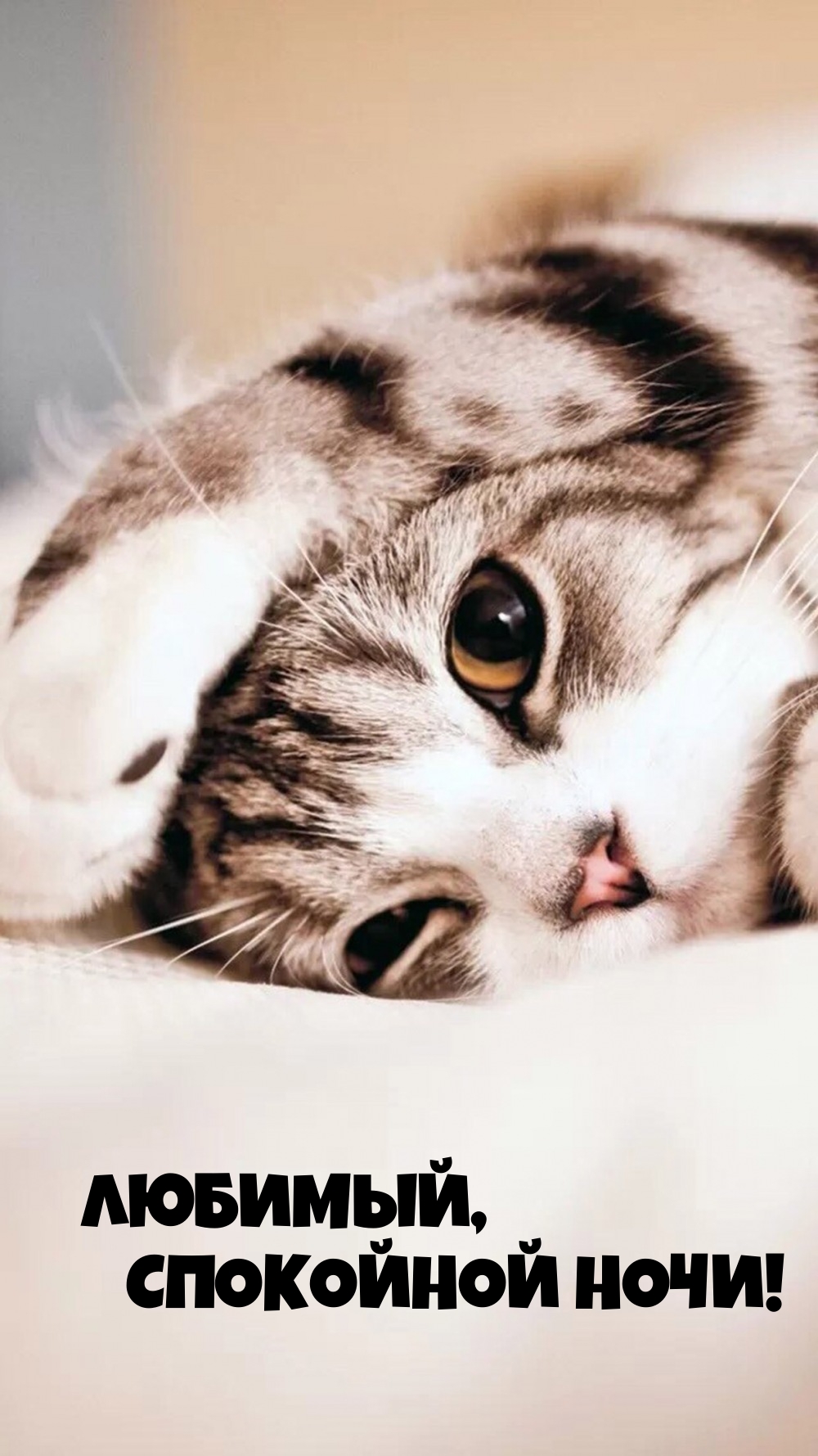 Любимый, спокойной ночи!