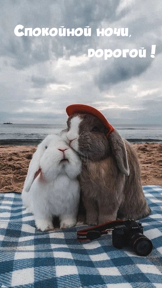 Спокойной ночи, дорогой! 