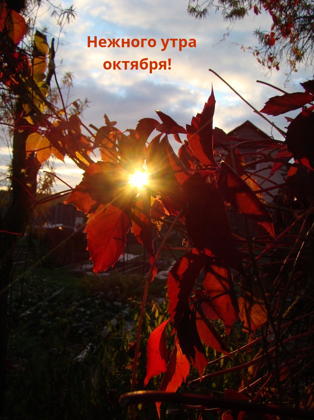 Нежного утра октября!