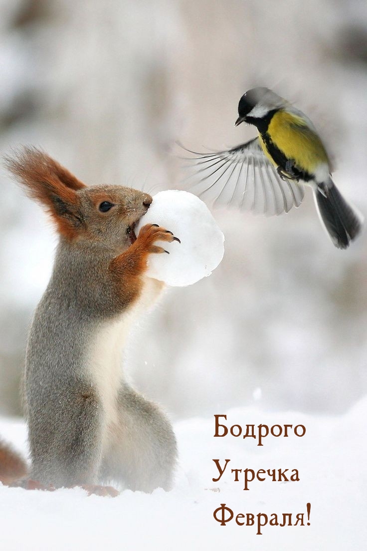 Бодрого Утречка Февраля!