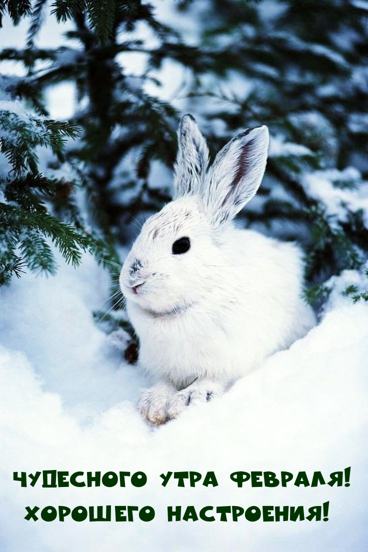 Чудесного утра февраля! Хорошего настроения! 