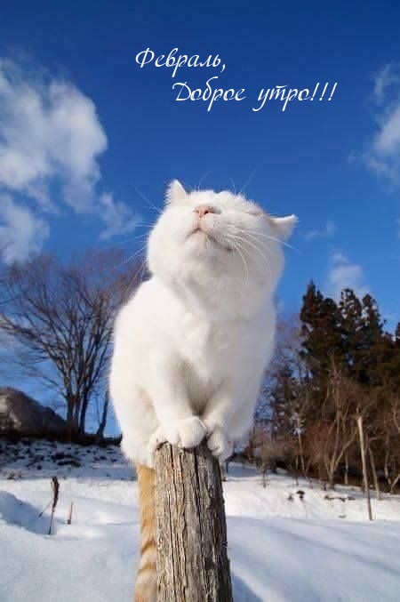 Февраль, Доброе утро!