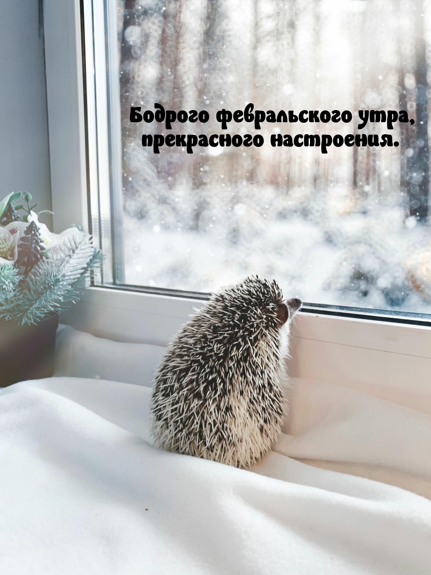 Бодрого февральского утра, прекрасного настроения.