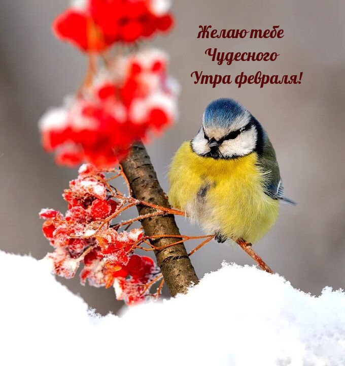 Желаю тебе чудесного утра февраля!